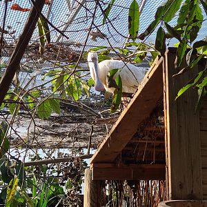 Butterfly hall - African spoonbill on hut