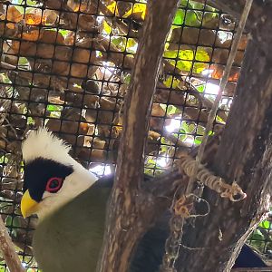 Butterfly hall - White-crested turaco