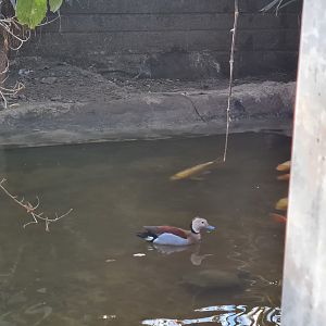 Butterfly hall - Ringed teal