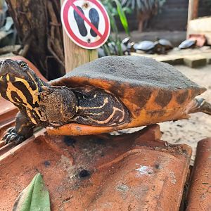 Butterfly hall - Yellow-bellied slider
