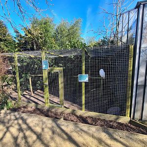 Outside area - Snowy owl aviary