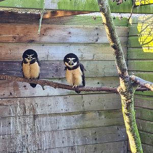 Outside area - Spectacled owls