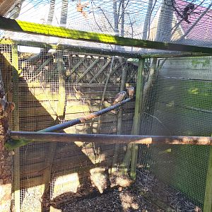 Outside area - American kestrels