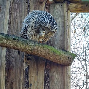 Outside area - Itchy Ural owl