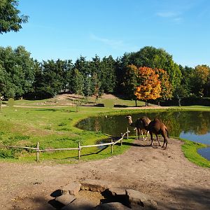 Outback exhibit - Part of Dromedary camel paddock, Lake and Kangaroo, Wallaby and Emu walk-through, 2022-10-09