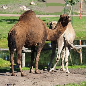 Dromedary camel (Camelus dromedarius), 2022-10-09