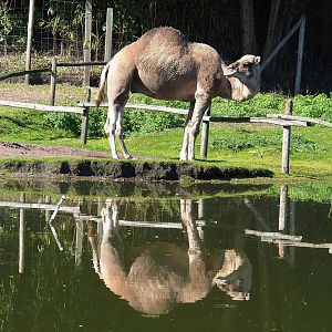 Dromedary camel (Camelus dromedarius), 2022-10-09