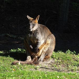 Swamp wallaby (Wallabia bicolor), 2022-10-09