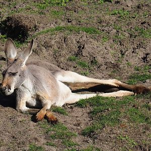 Red kangaroo (Osphranter rufus), 2022-10-09