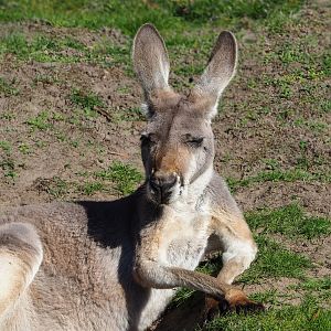 Red kangaroo (Osphranter rufus), 2022-10-09