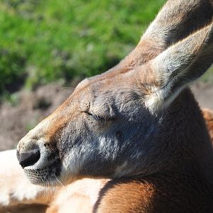 Red kangaroo (Osphranter rufus), 2022-10-09