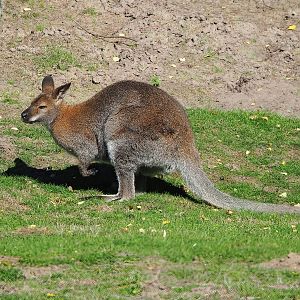 Red-necked wallaby (Notamacropus rufogriseus), 2022-10-09