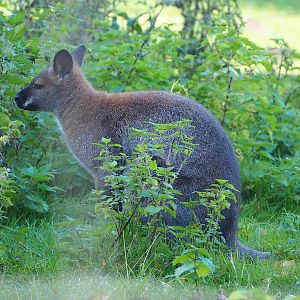 Red-necked wallaby (Notamacropus rufogriseus), 2022-10-09