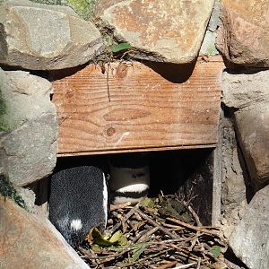 African penguin nest, 2022-10-09