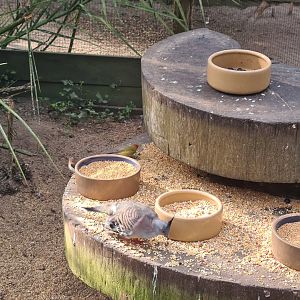 Main hall - Bird feeding area