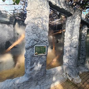 Main hall - Cloud rat and Northern treeshrew enclosure