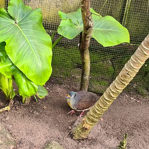 Main hall - Cinnamon ground dove