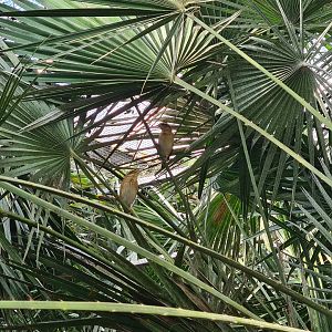 Main hall - Yellow-crowned bishops