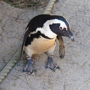 African penguin (Spheniscus demersus), 2022-10-09