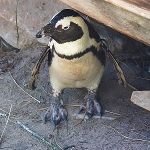 African penguin (Spheniscus demersus), 2022-10-09