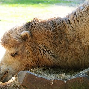 Bactrian camel (Camelus bactrianus),  2022-10-09