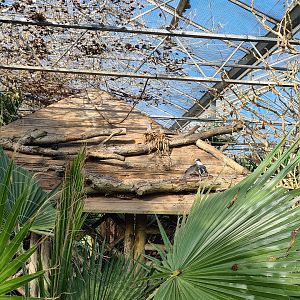 Main hall - Hut with nesting doves