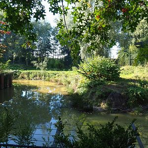 Amur tiger exhibit, 2022-10-09