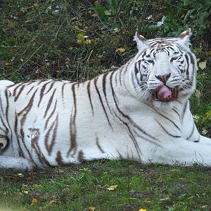 White tiger (Panthera tigris), 2022-10-09