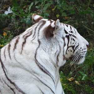 White tiger (Panthera tigris), 2022-10-09