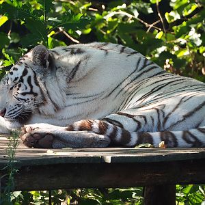 White tiger (Panthera tigris), 2022-10-09
