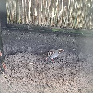 Main hall - Collared Hill partridge