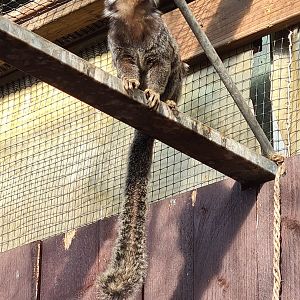 Marmoset hall - Common marmoset