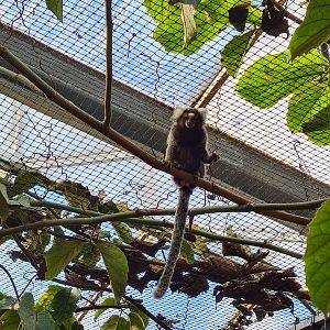 Marmoset hall - Common marmoset