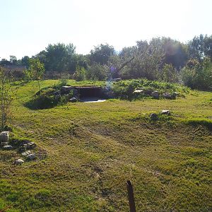 New African wild dog exhibit, 2022-10-09
