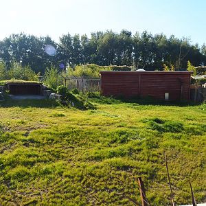 New African wild dog exhibit, 2022-10-09