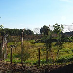 New African wild dog exhibit, 2022-10-09