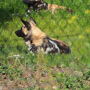 African wild dog (Lycaon pictus), 2022-10-09