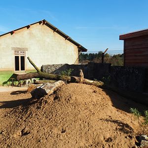 New meerkat exhibit, 2022-10-09