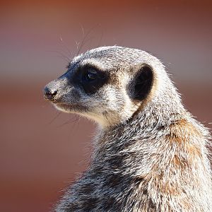 Meerkat (Suricata suricatta), 2022-10-09