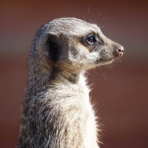 Meerkat (Suricata suricatta), 2022-10-09