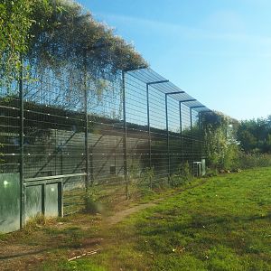 African lion holding area, 2022-10-09
