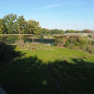 African lion exhibit, 2022-10-09