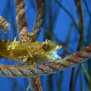 Sunrise sculpin (Pseudoblennius percoides)