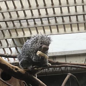 Felix the prehensile-tailed porcupine