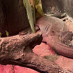 Tiny Tim the Mertens’ water monitor