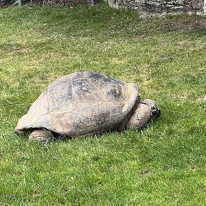 Mommy the Galapagos giant tortoise