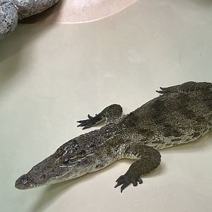 Luna the West African crocodile