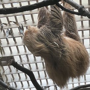 Argyle the Hoffmann’s two-toed sloth