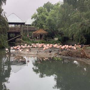 Flamingos 10/9/21