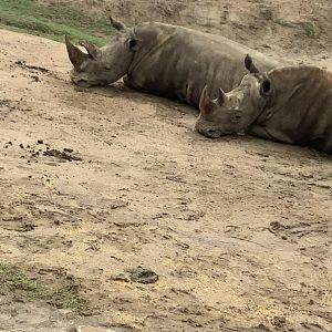 Southern White Rhinoceros 10/9/21